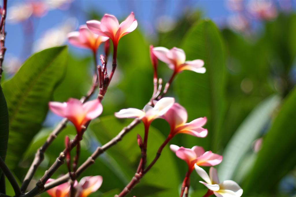 Fiori