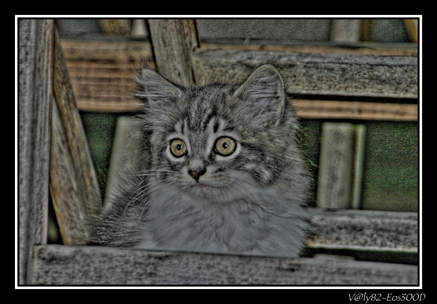 Gatto con HDR