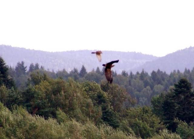 Aquila vs Falco