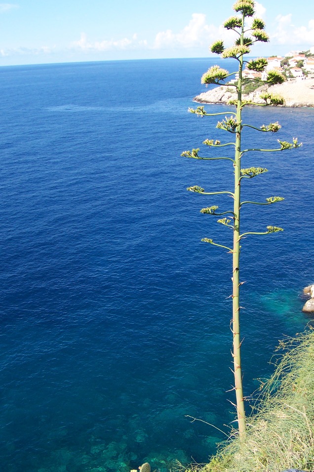 Mediterraneo I