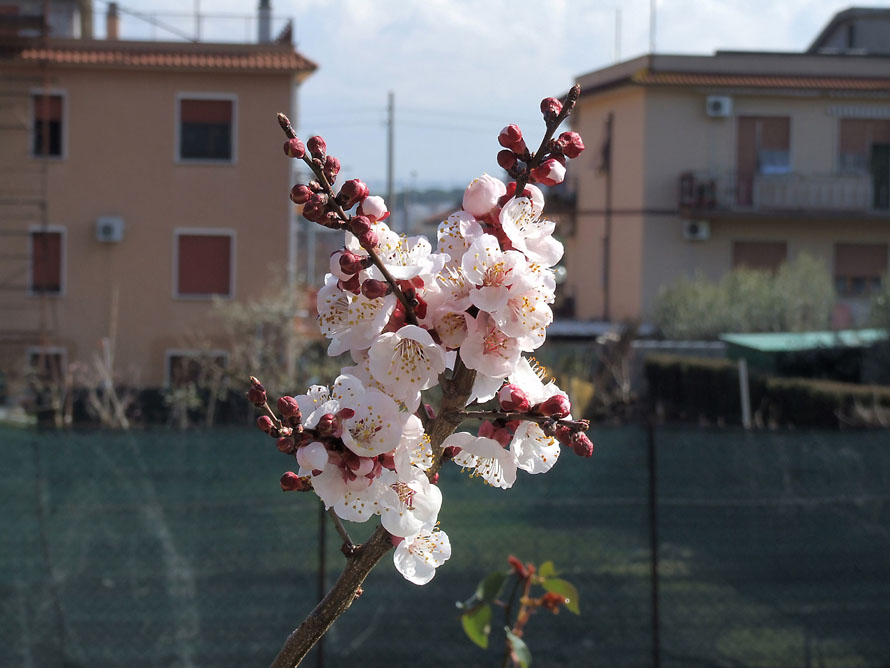 Fiore