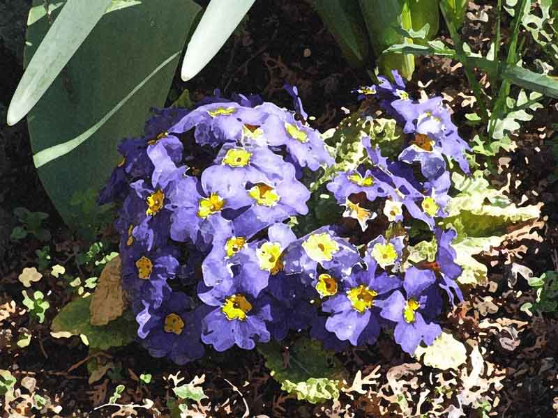 Fiori dipinti