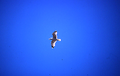 volo