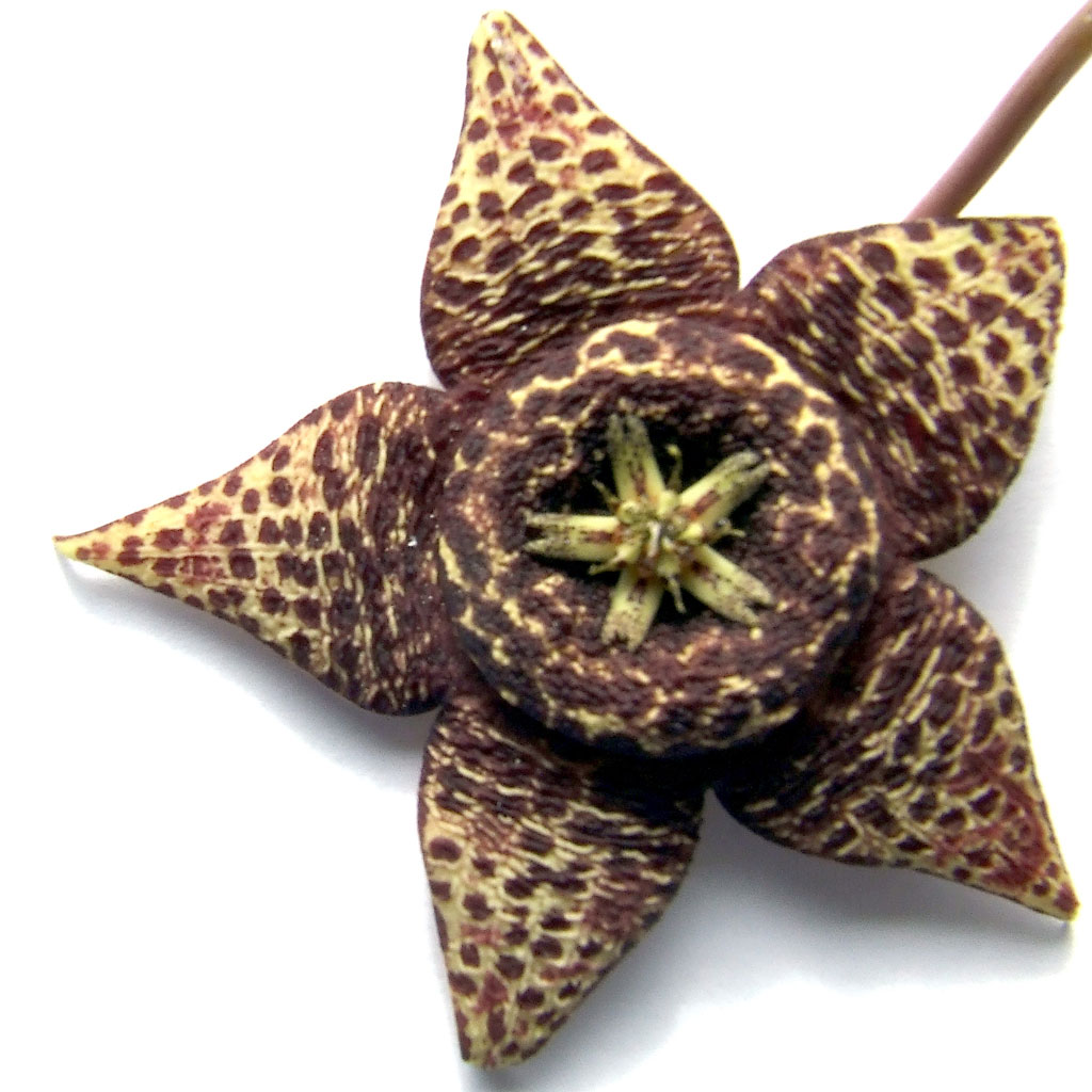 stapelia-variegata