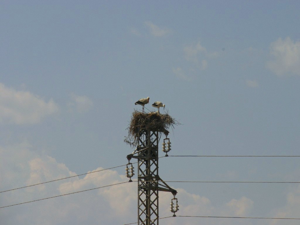 C...cogne