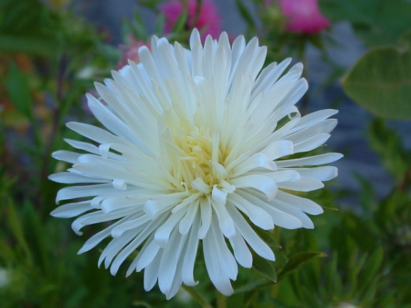 Macro Astro