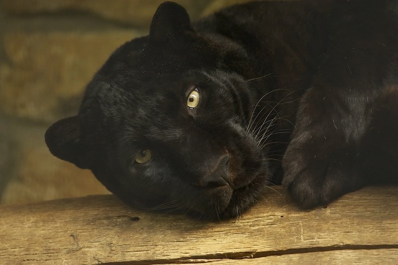 Pantera