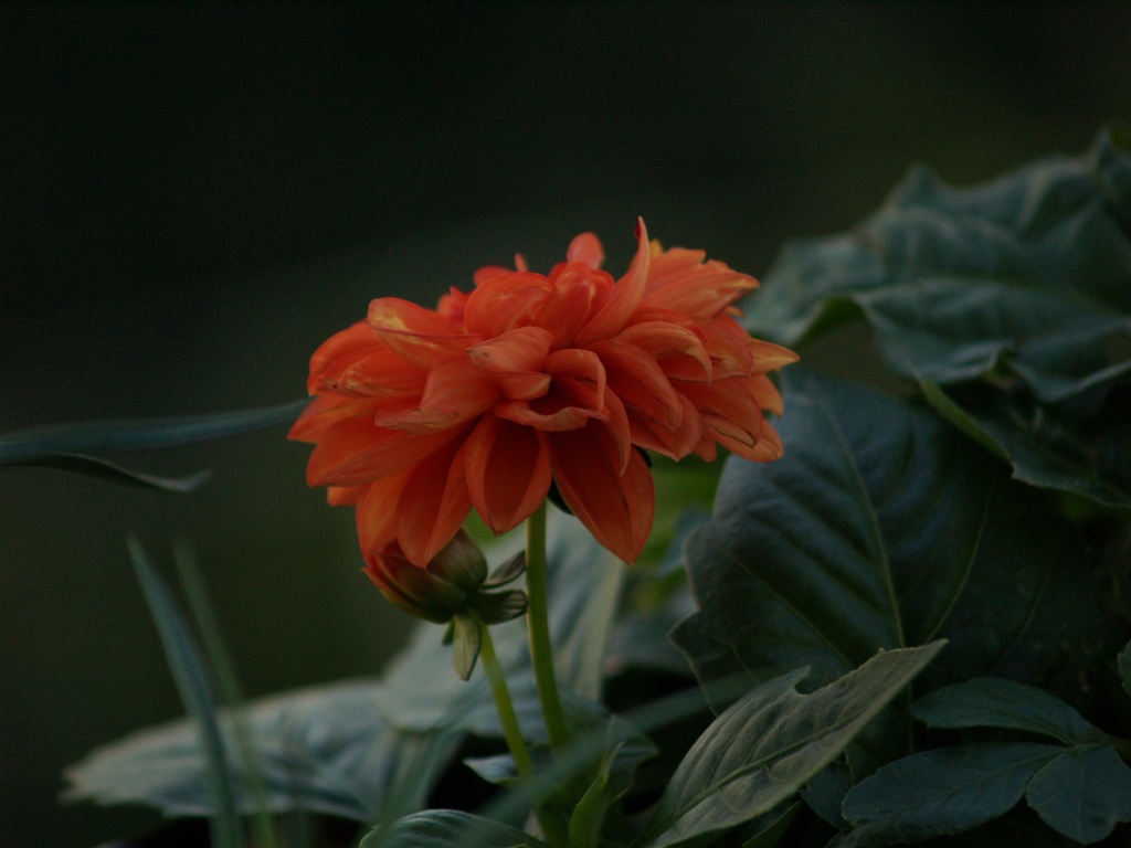 Fiore arancione