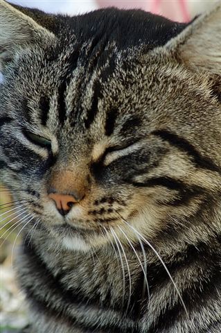 Tigre