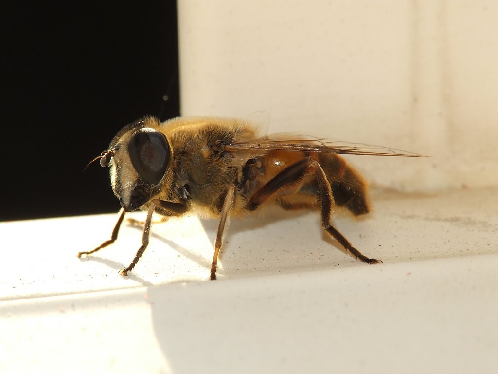 apetta