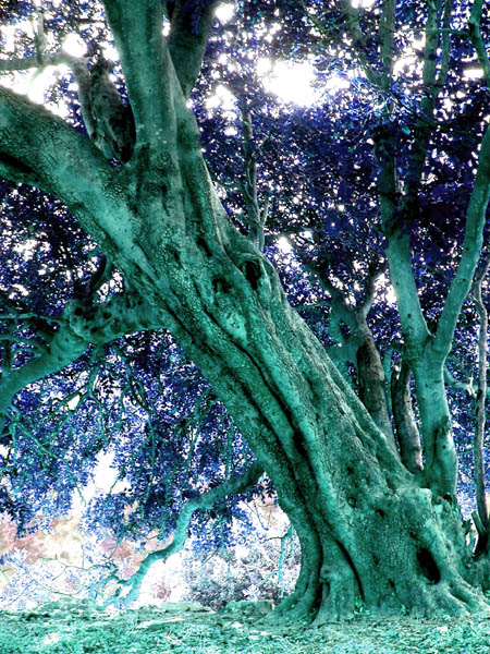 albero delle driadi