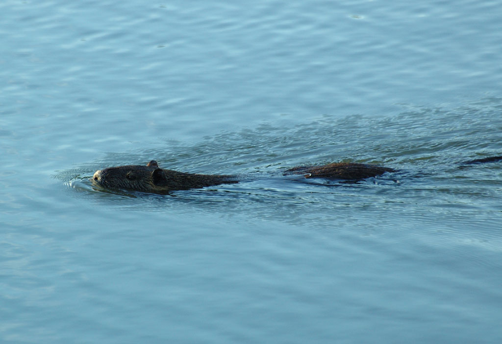 Nutria