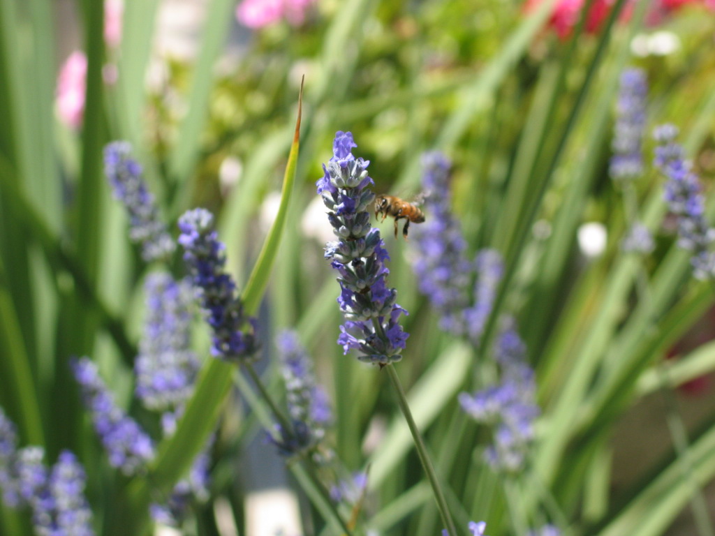 la lavanda