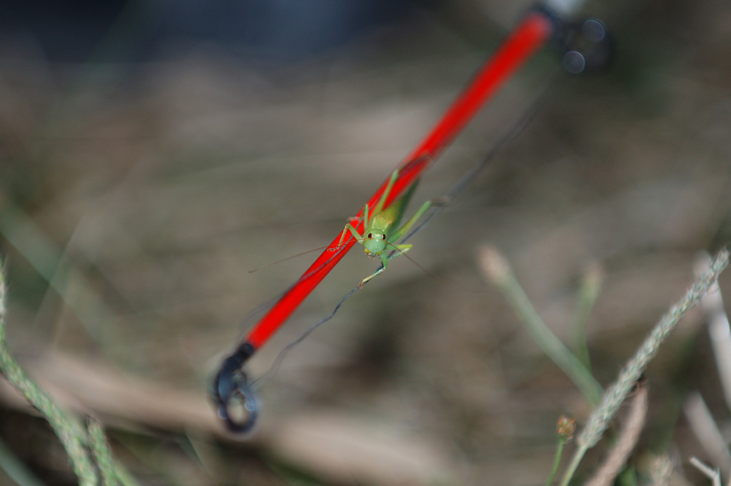 Il Grillo Pescatore