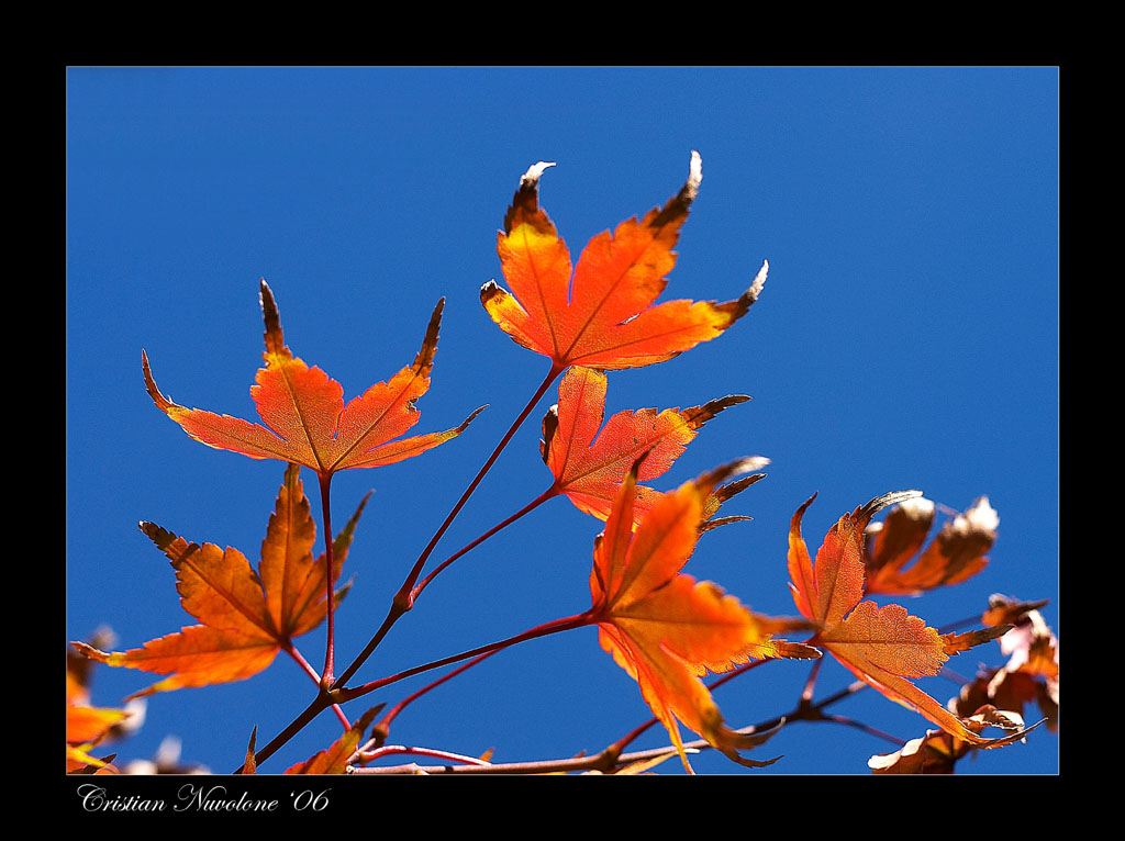 Foglie d'autunno 4