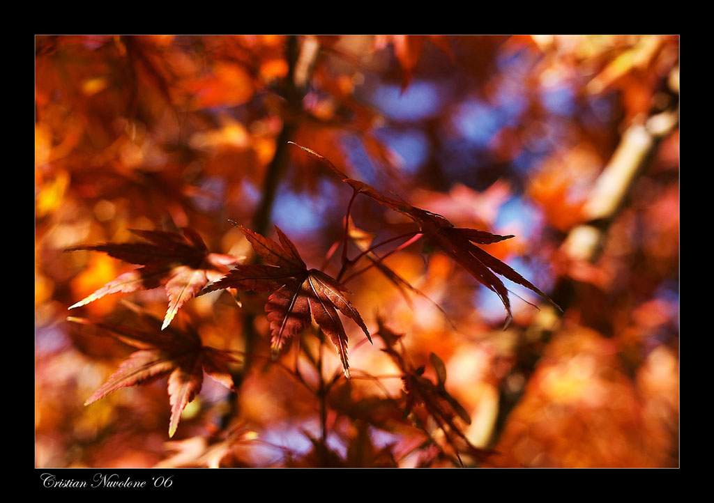 Foglie d'autunno 5