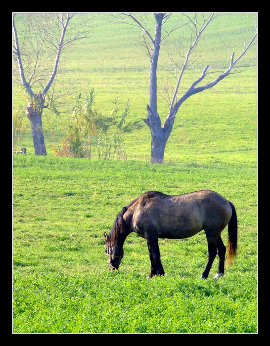 Horse