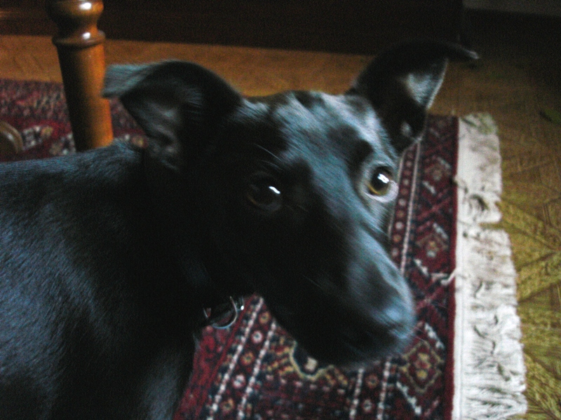 Lillo