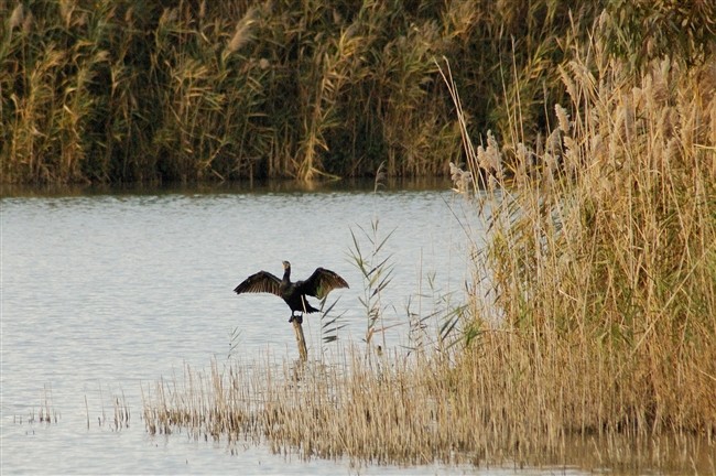 Cormorano