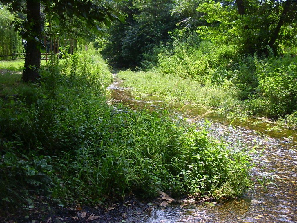 Tratto di un fiume - 002