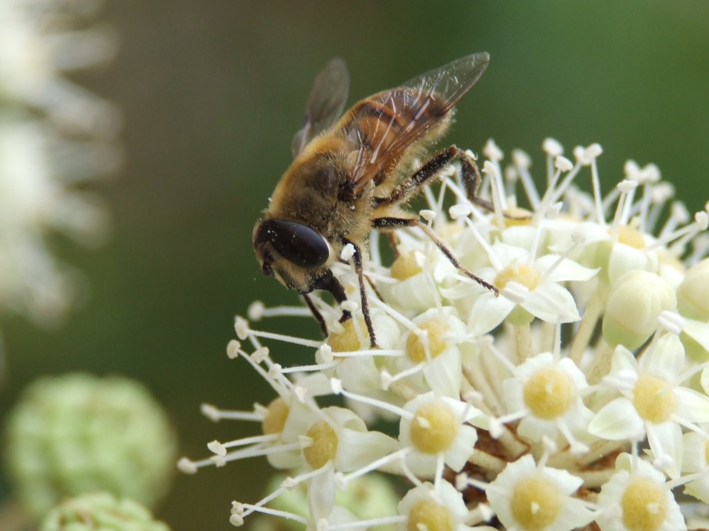 impollinata...