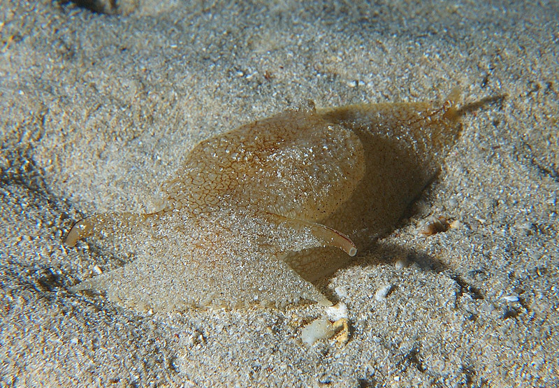 OPISTOBRANCO