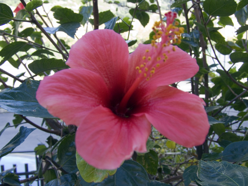 fiore