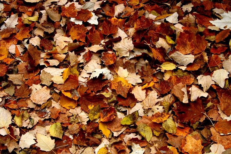 Tappeto d'autunno