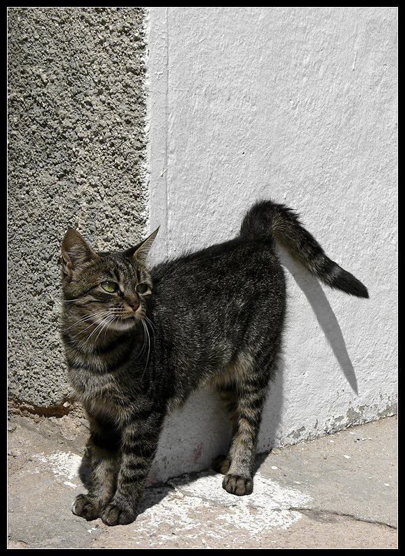 BASKA's CAT