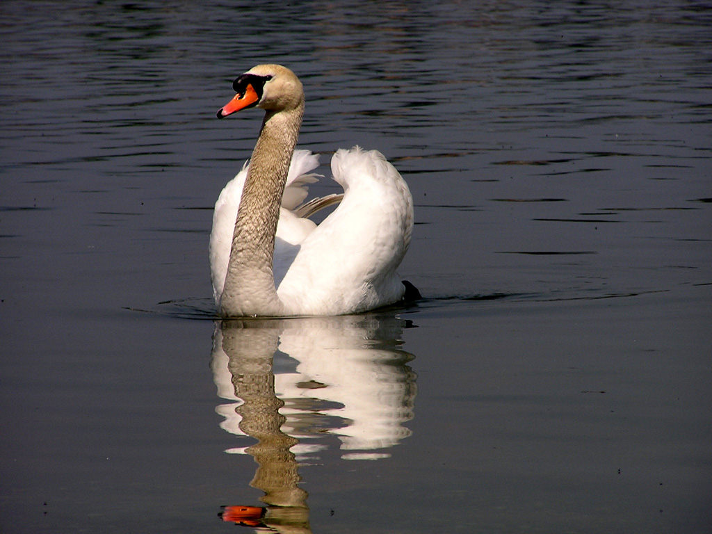 cigno3