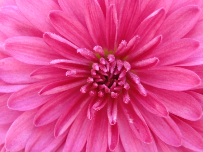 fiore macro fuxia