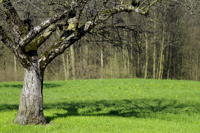alberi1