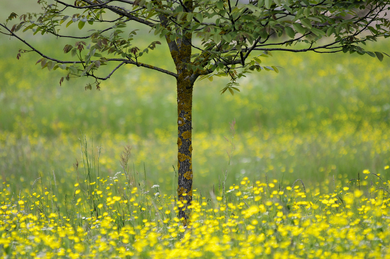 alberi2