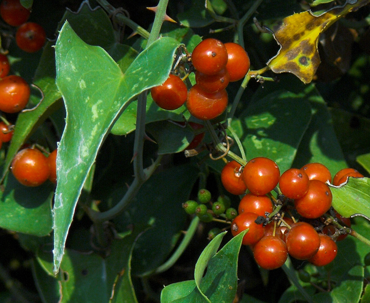 .: autunno siciliano 2006 :.
