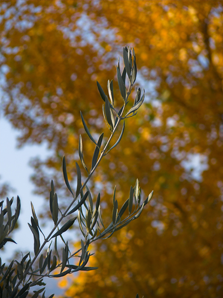 .: autunno siciliano 2006 :.