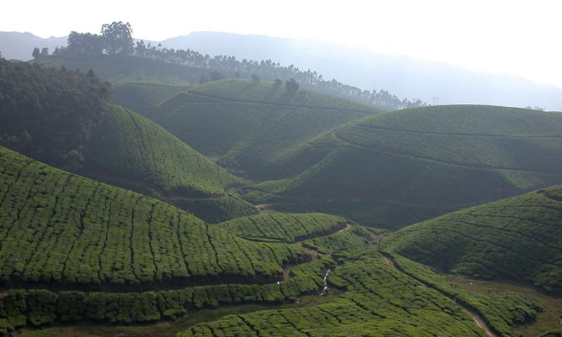 "I Giardini del T (Munnar - India)"