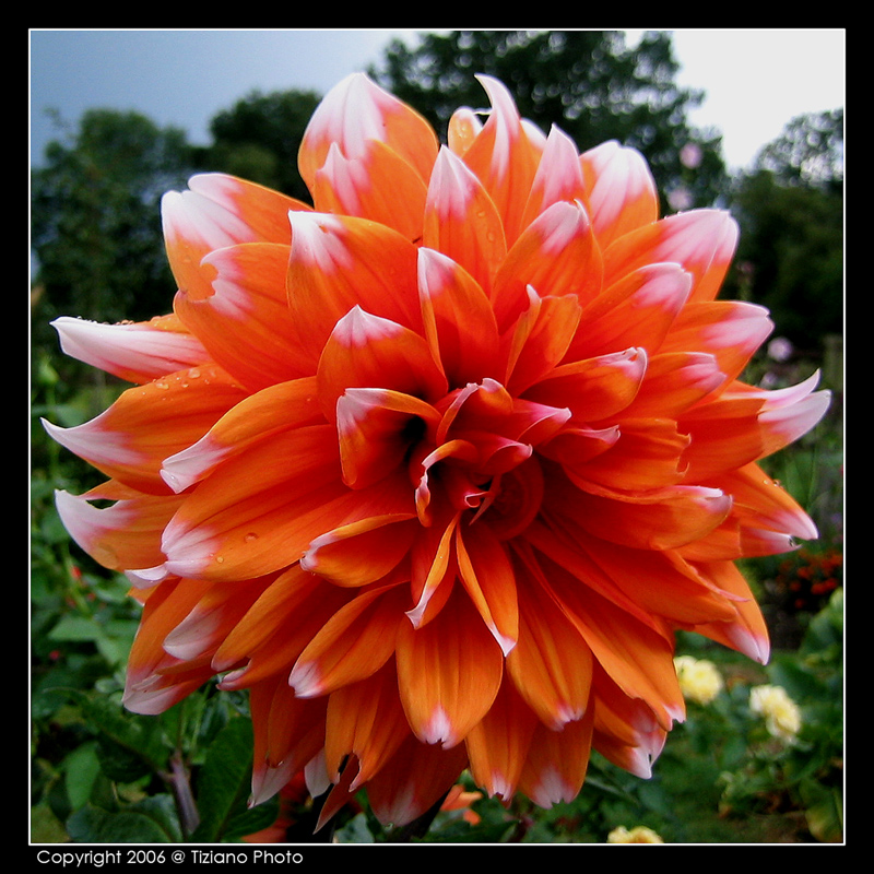 Fiore normanno