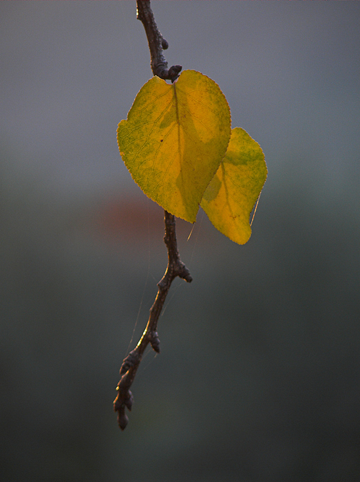 .: autunno siciliano 2006 :.
