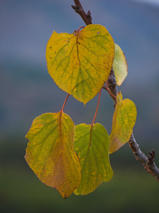 .: autunno siciliano 2006 :.