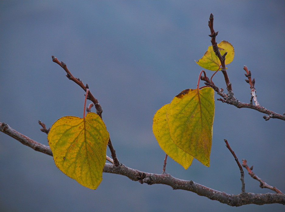 .: autunno siciliano 2006 :.