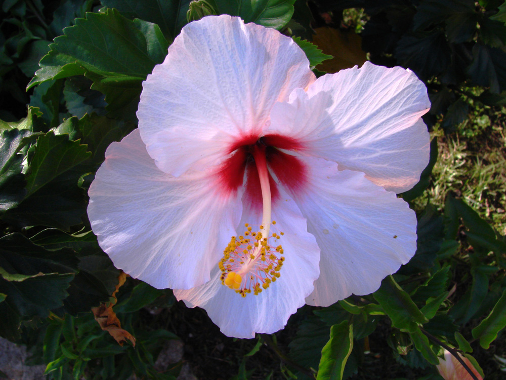 Hibiscus