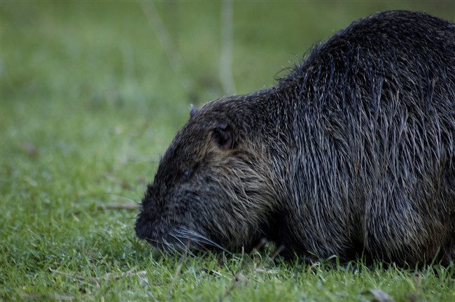 Nutria - Myocastor coypus