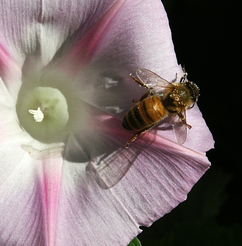 ape su fiore 5