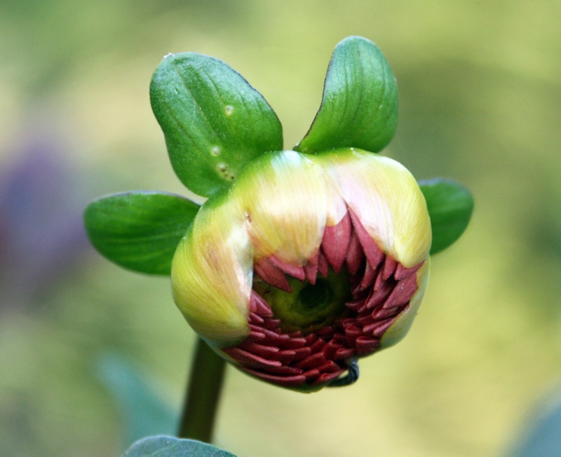 Dalia 1