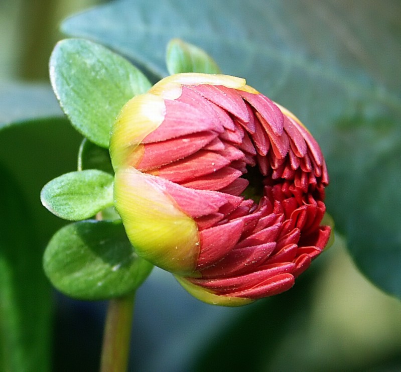 dalia 2