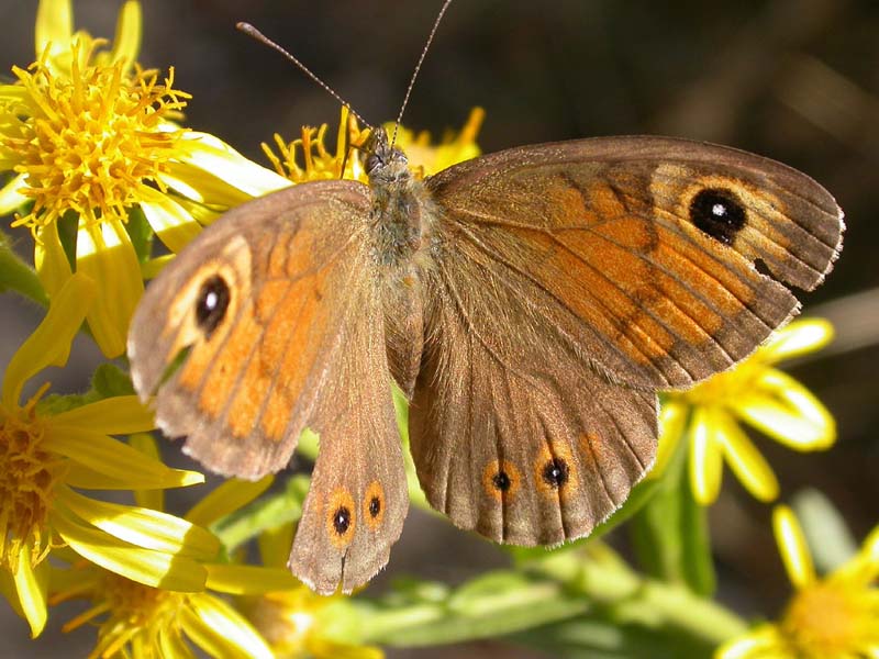 Farfalla