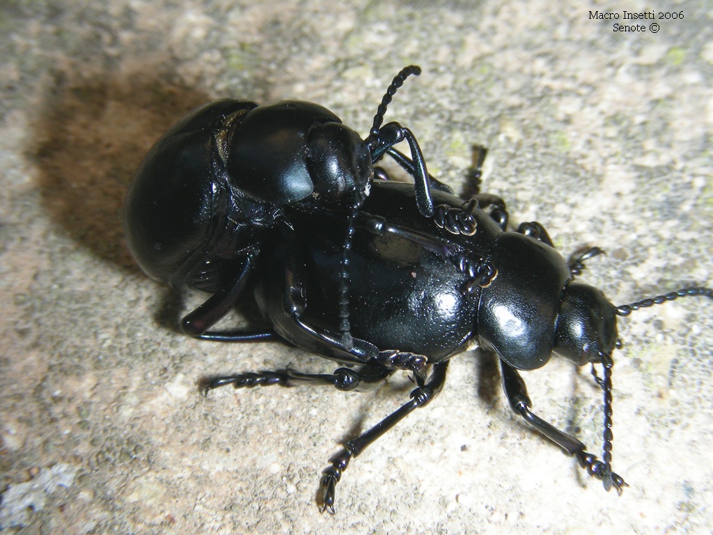 Macro Insetti 2006