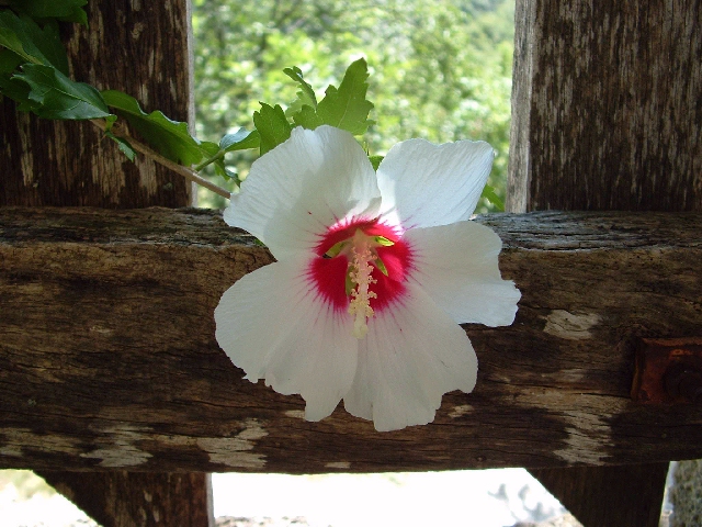 Fiore