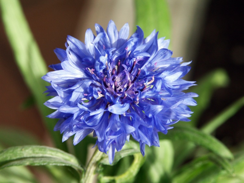 Fiordaliso 1