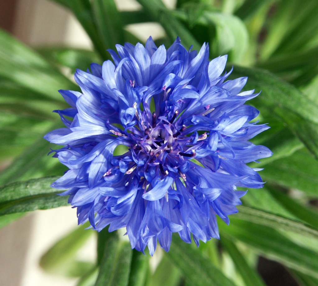 fiordaliso 2
